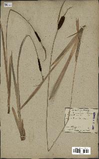 spécimen de Typha minima