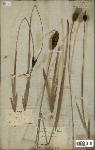 spécimen de Typha minima