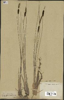 spécimen de Typha minima