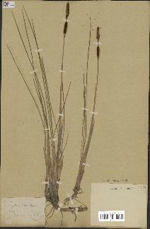 spécimen de Typha minima