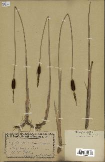 spécimen de Typha minima