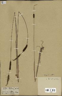 spécimen de Typha minima