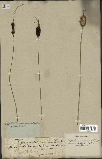 spécimen de Typha minima