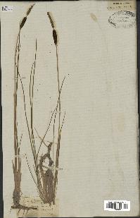 spécimen de Typha minima