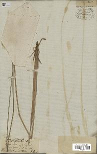 spécimen de Typha minima