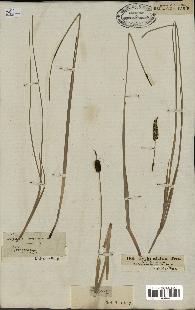 spécimen de Typha minima