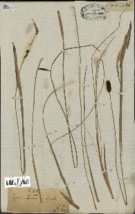 spécimen de Typha minima