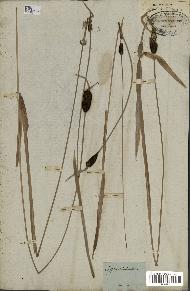 spécimen de Typha minima