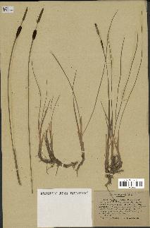 spécimen de Typha minima