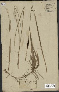 spécimen de Typha minima