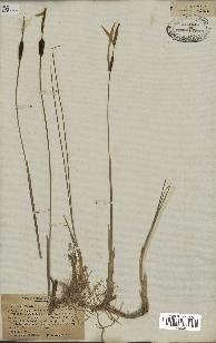 spécimen de Typha minima