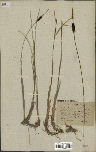 spécimen de Typha minima