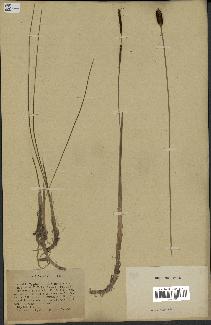 spécimen de Typha minima