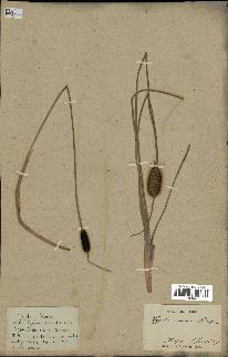 spécimen de Typha laxmannii