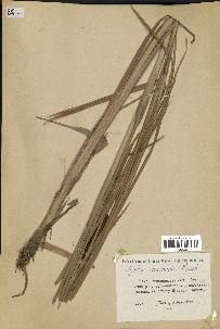 spécimen de Typha laxmannii