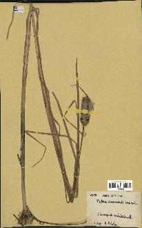 spécimen de Typha laxmannii
