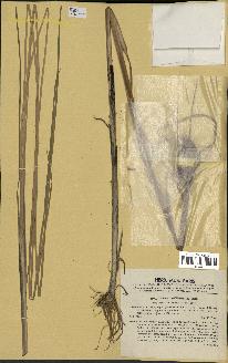 spécimen de Typha laxmannii