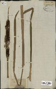 spécimen de Typha latifolia
