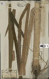 spécimen de Typha latifolia