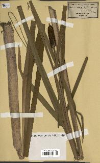 spécimen de Typha latifolia