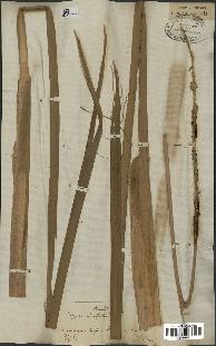 spécimen de Typha latifolia