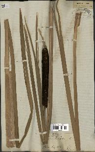 spécimen de Typha latifolia