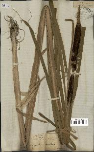 spécimen de Typha latifolia