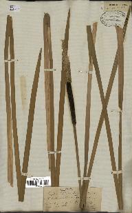 spécimen de Typha latifolia