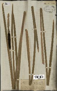 spécimen de Typha latifolia
