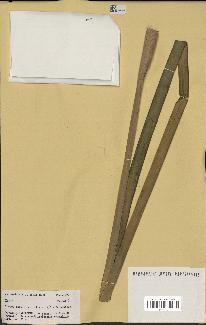 spécimen de Typha sp.