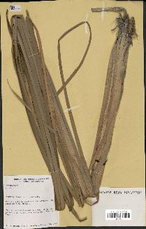 spécimen de Typha sp.