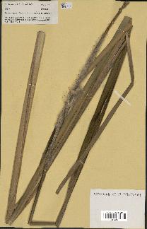 spécimen de Typha sp.