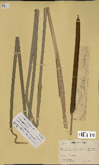 spécimen de Typha angustifolia