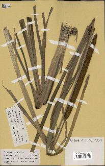 spécimen de Typha angustifolia