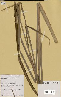 spécimen de Typha sp.