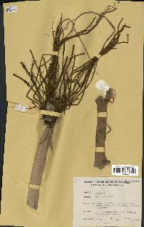 spécimen de Typha angustifolia