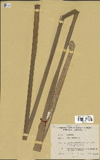 spécimen de Typha angustifolia