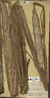 spécimen de Typha angustifolia