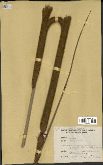 spécimen de Typha angustifolia