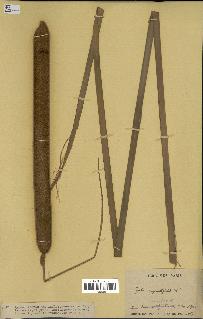 spécimen de Typha angustifolia