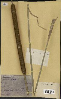 spécimen de Typha australis