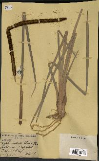 spécimen de Typha australis