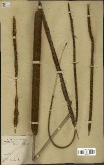 spécimen de Typha australis