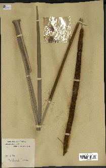 spécimen de Typha australis