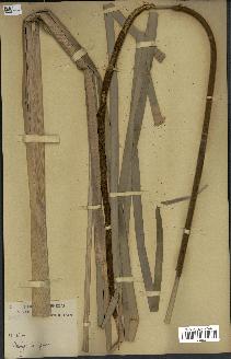 spécimen de Typha australis