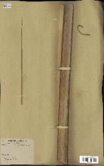 spécimen de Typha australis