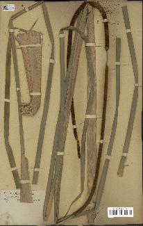 spécimen de Typha australis
