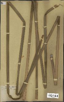 spécimen de Typha australis