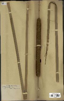 spécimen de Typha australis