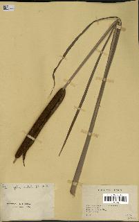 spécimen de Typha australis